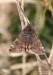 černoproužka březová (Motýli), Archiearis parthenias (Linnaeus, 1761) (Lepidoptera)